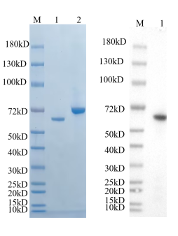 Reducing 4%-20% SDS-PAGE (CBB stained) and WB (Anti-His Mouse Monoclonal antibody) analysis profiles of purified PmPG. 
1. PmPG: 1 μg
2. BSA: 1 μg